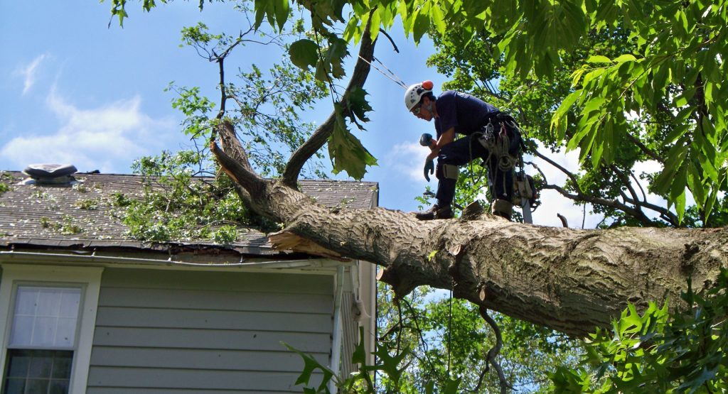 Tree Services